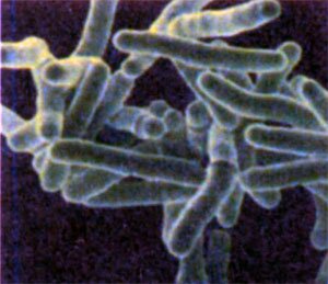 Туберкулезные палочки под микроскопом